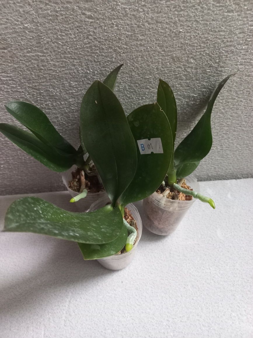 Орхидея Phal. Miki Wagashi от Мікі, цветение возможно бабочкой, бабуле