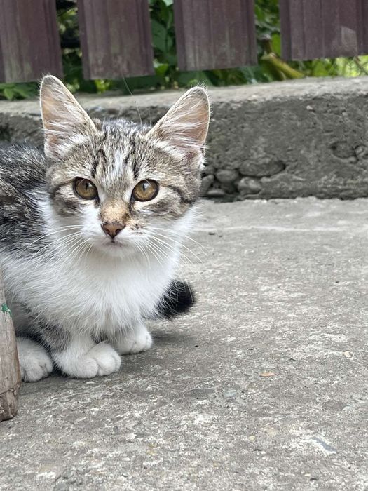 Віддам в хороші руки