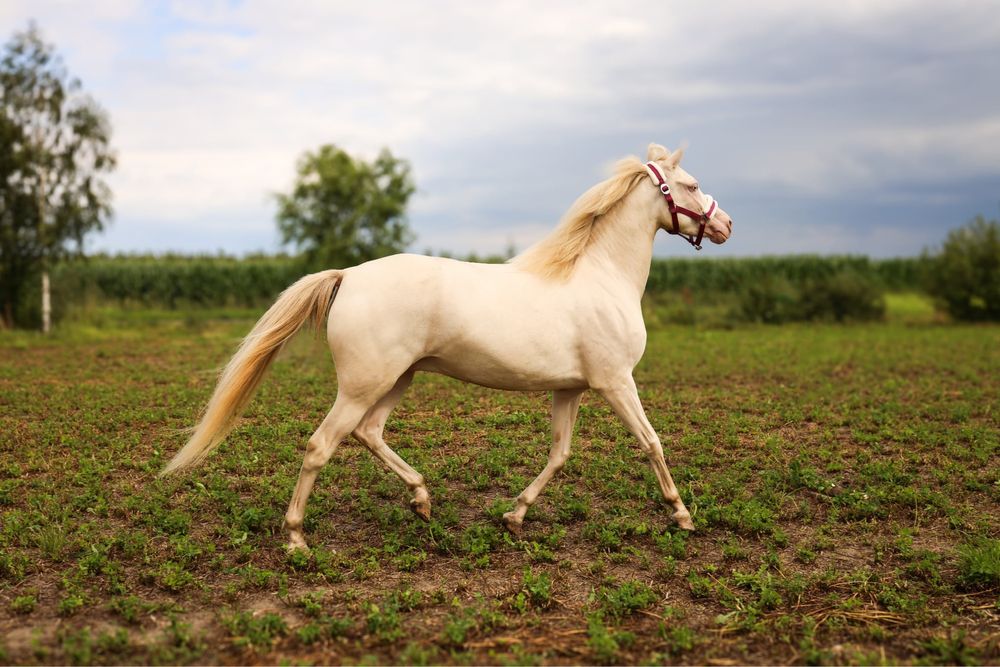 Klacz kuc walijski wyjątkowy kuc Cremello