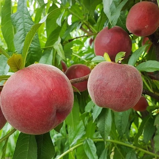 Саджанці персика та абрикосу / Саженцы плодовых / Опт