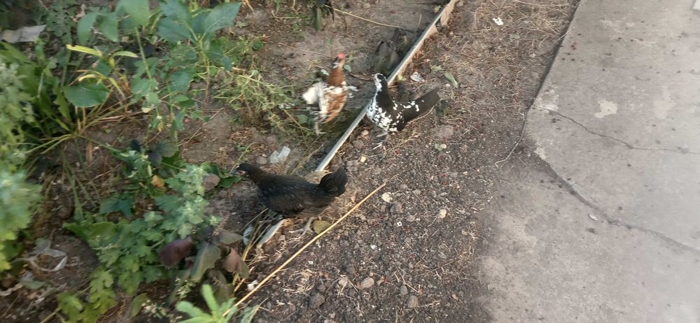 Карликові кури бентамки