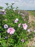 Hibiskus !Ketmia Syryjska ! duża sadzonka 100-120 cm ! Doniczka!