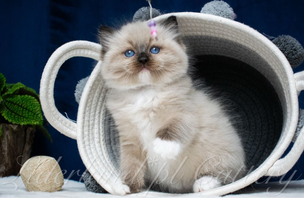 Przepiękne Kocięta Ragdoll FPL/FIFE