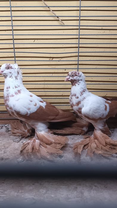 Para wiedynów żółtych koroniatych.