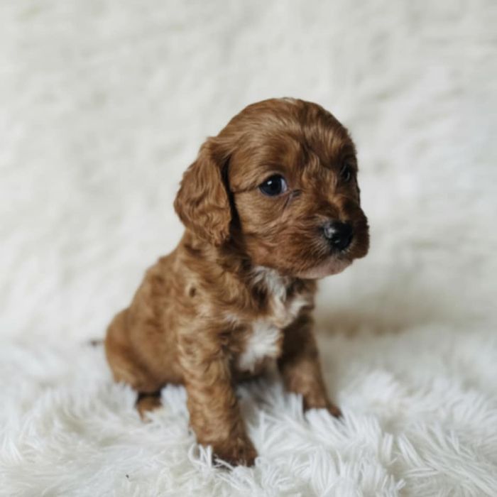 Cavapoo gotowy badania