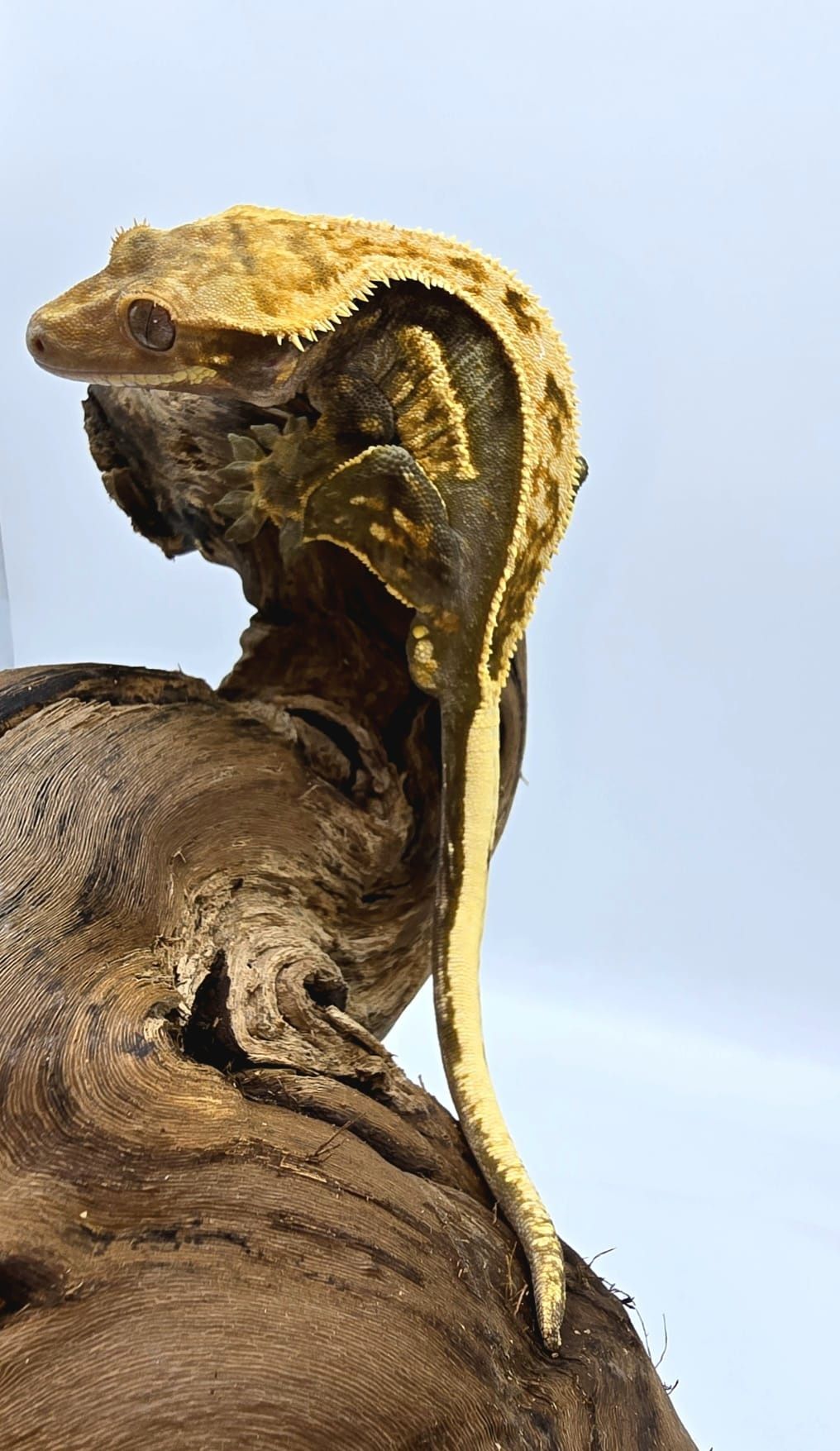 Gekon Orzęsiony - Correlophus ciliatus