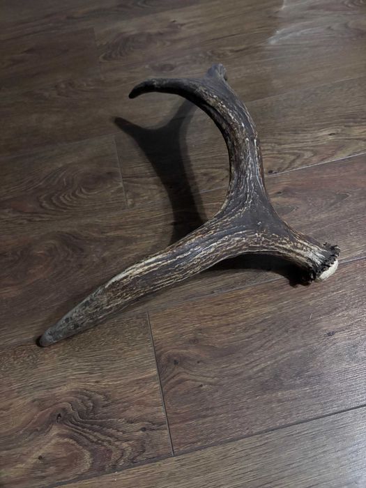 Продам роги оленя