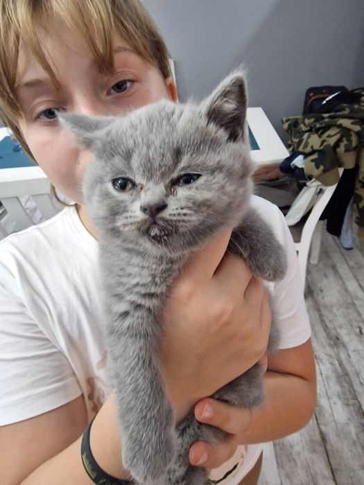 Szkocka koteczka"EMI"