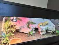 Agama brodata z terrarium