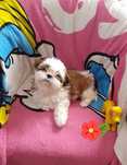 Śliczna suczka shih tzu tricolor-Dona-gotowa do odbioru.