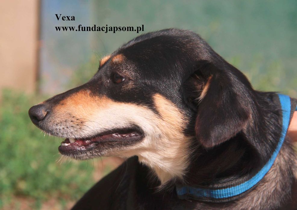 Vexa przylepka szuka domu