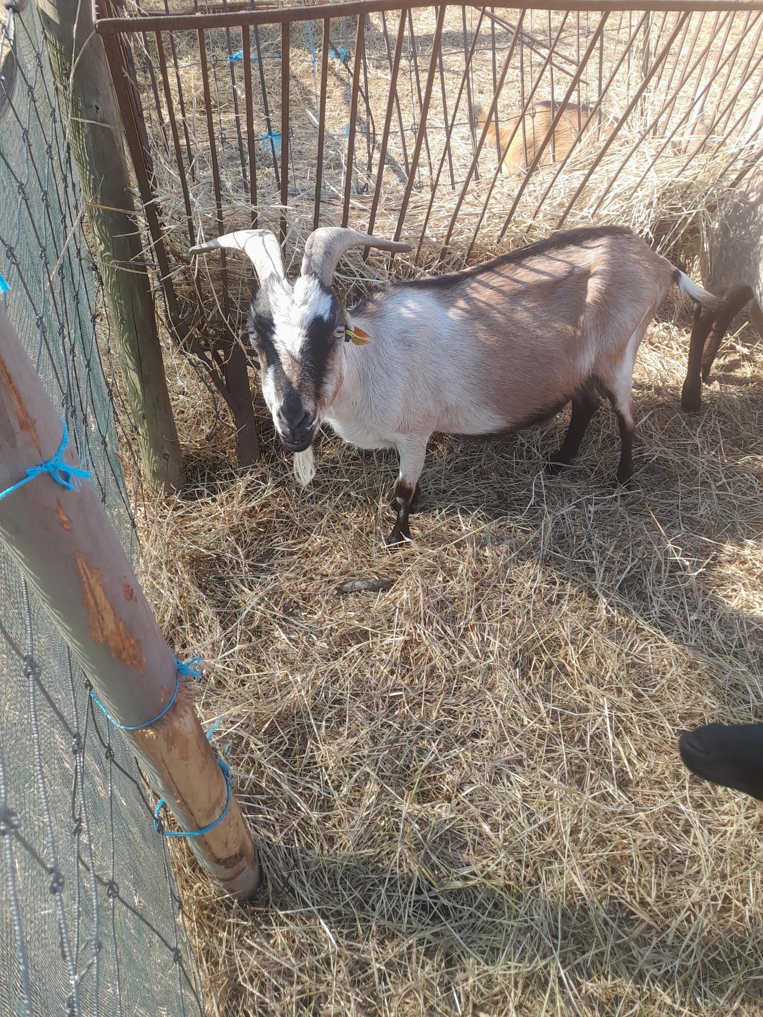 Vendo cabras grandes