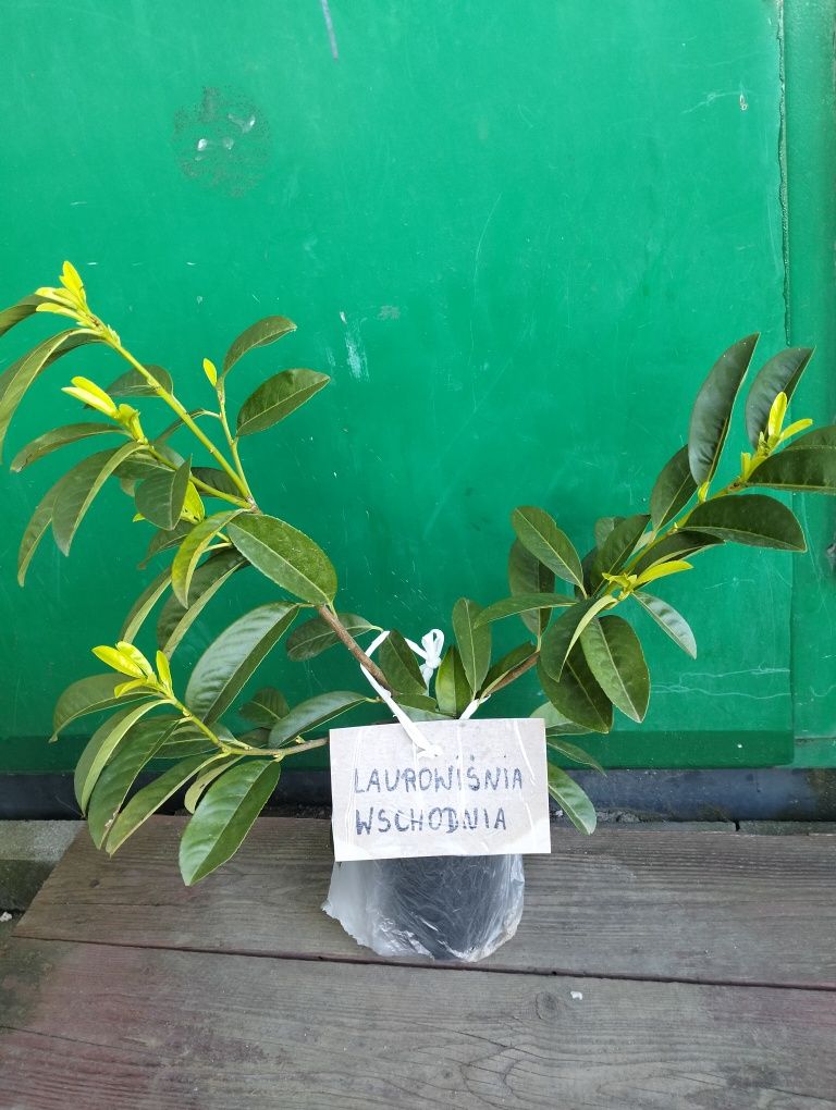 Laurowiśna wschodnia