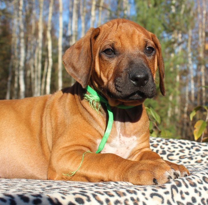 Rhodesian Ridgeback-uroczy chłopak