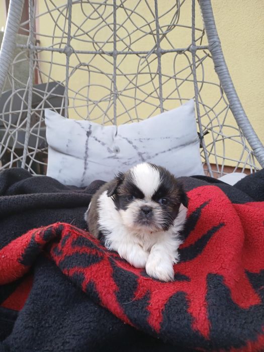 Shih tzu śliczny piesek