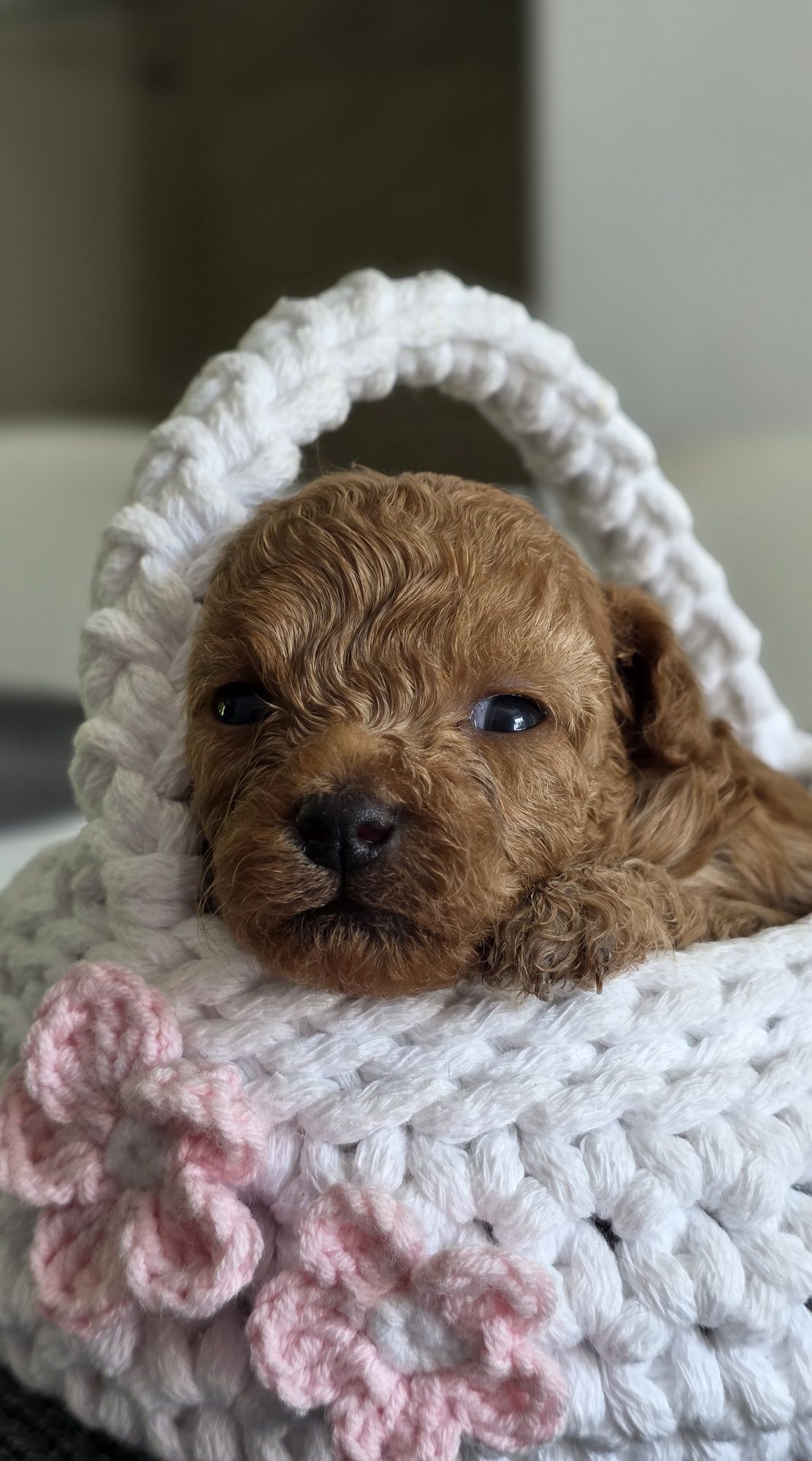 Maltipoo**Sunia*"Red** Do Rezerwacji**