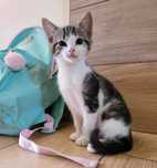 Kocurek ośmiotygodniowy do adopcji