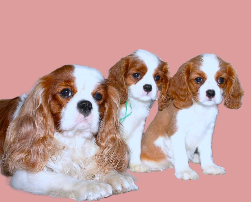 Кавалер - найкращій компаньон.