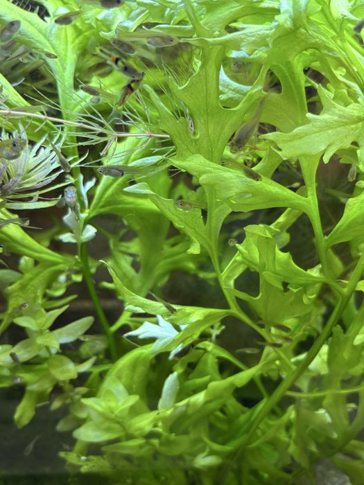 Narybek gupika Endlera, gupik Endlera