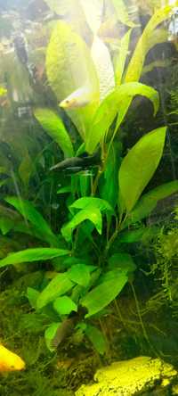 Hygrophila corymbosa rośliny do akwarium