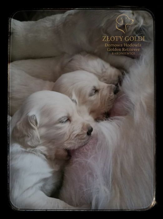 Golden Retriever GRUDZIEŃ ZAPOWIEDŹ MIOTU Rakoniewice