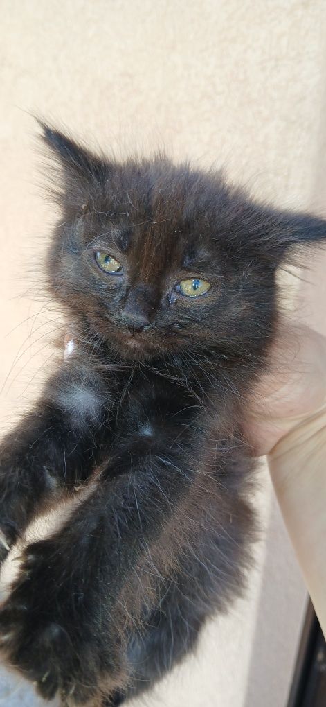 Gatinhas bebés procuram lar