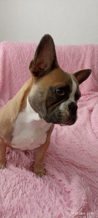 Французский бульдог