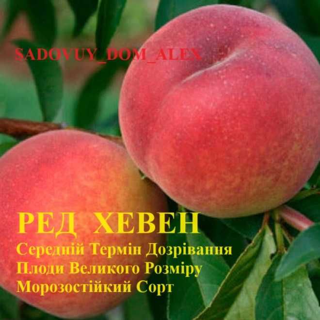 Персик Груша Черешня Ківі Лохина Сакура Магнолії Рододендрон Азалія