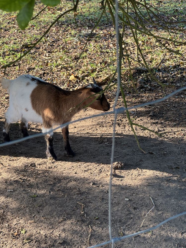 Cabra ana (macho 6 meses ) goat tb troco