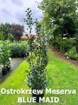 Ostrokrzew Meserva - WIELE ODMIAN i rozmiarów
