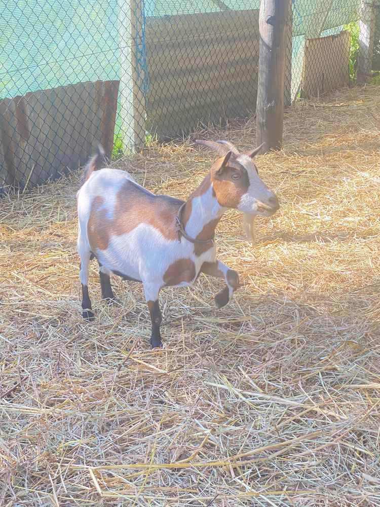 Lote de cabras anas