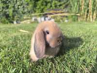 Mini lop minilop królik króliczek baran miniaturka Syjam
