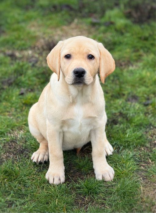 Дівчинка. Розплідник КСУ.