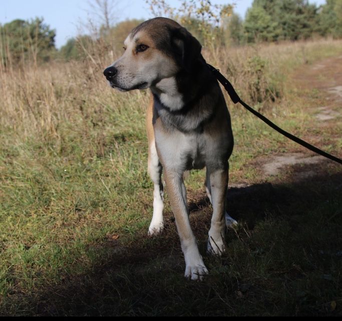 Yolo - piekny pies do adopcji TRANSPORT