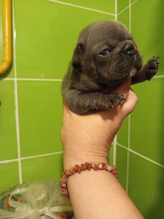 Дівчатка французькі булочки