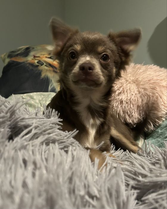 Piesek chichuahua