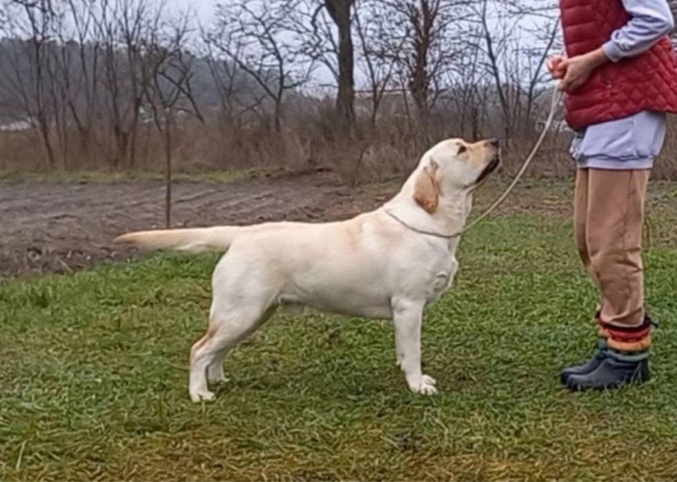Красивый палевый кобель для вязки! Лабрадор