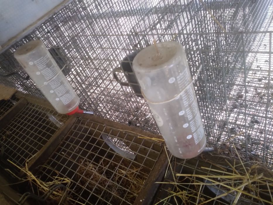 Poidło  Butelkowe do Wody ze Smoczkiem dla Gryzoni 600 ml