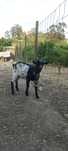 Cabrito com 3 meses