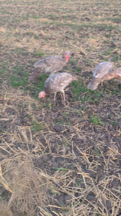 Sprzedam duże ładne indyki