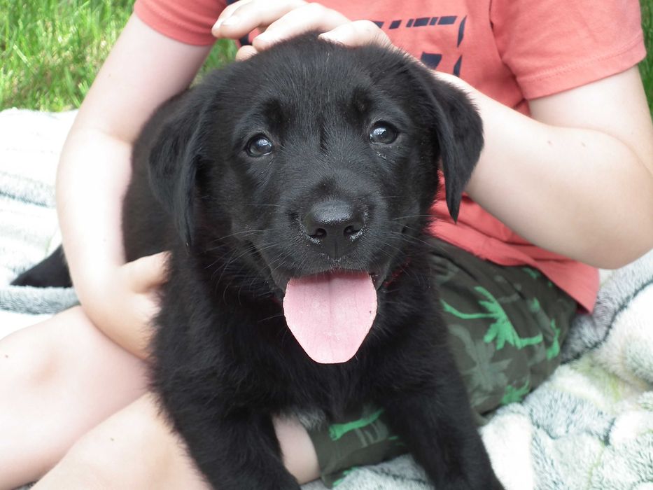 labrador retriever piesek rodowód czarny piękny