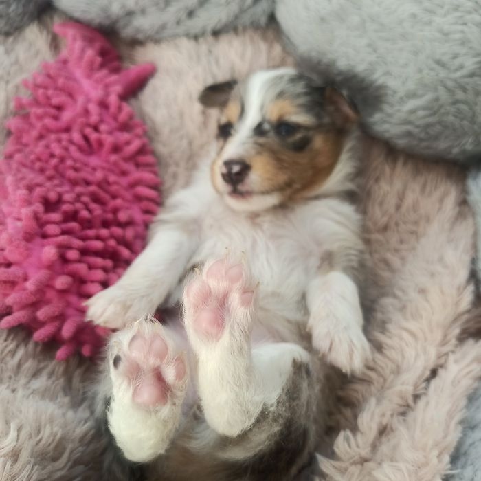 Owczarek szetlandzki suczka Blue merle