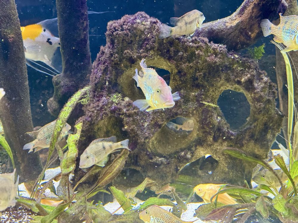 Ziemiojad Steindachnera - Czerwonogłowy Geophagus