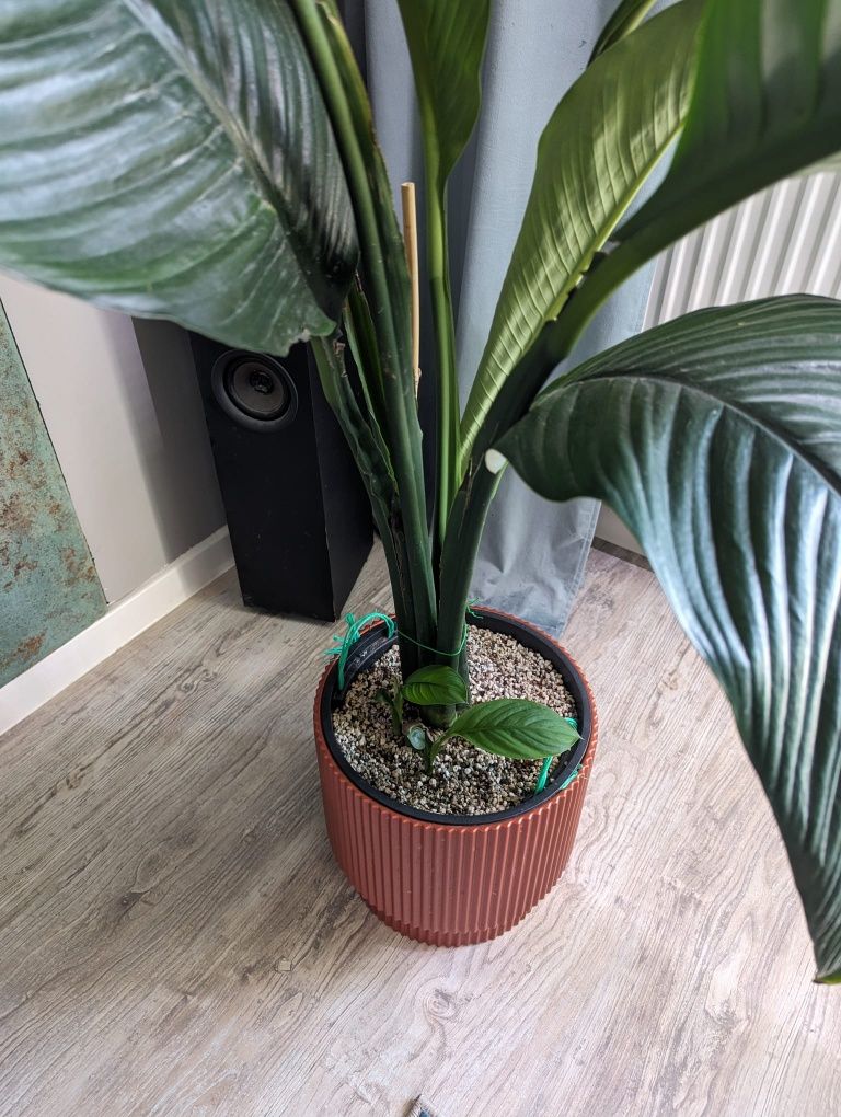 Spathiphyllum wallisii 'Sensation' Skrzydłokwiat