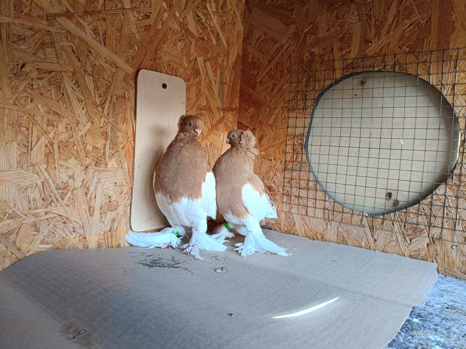 Sroczki polskie krótkodziobe