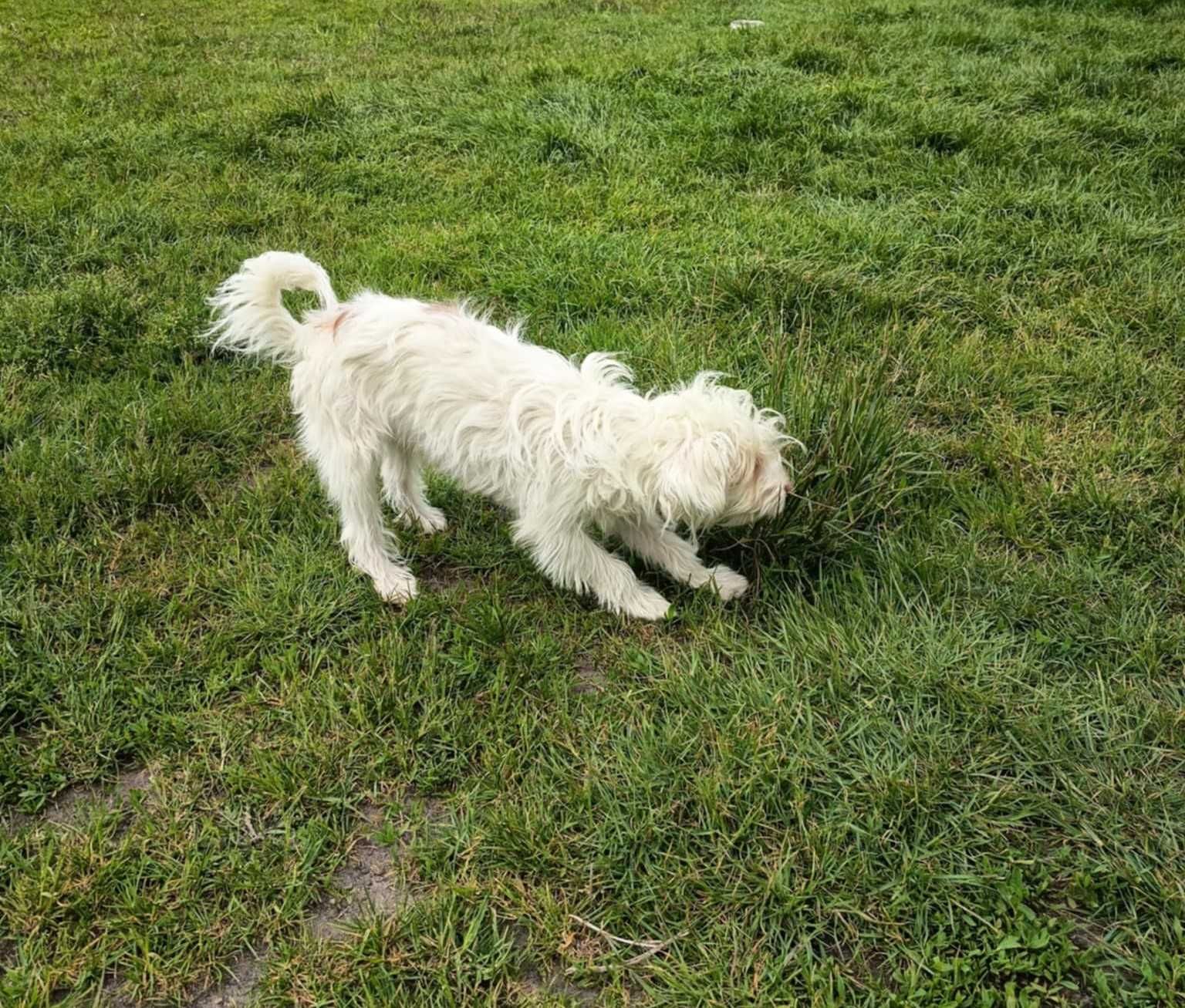 maltipoo, piesek o cudownym charakterze