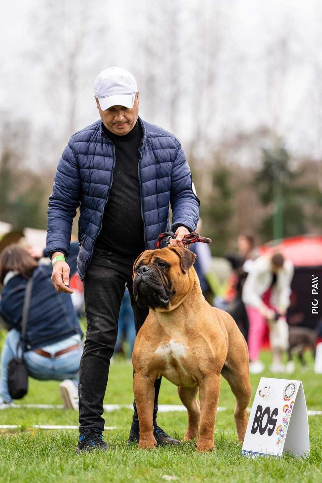 Bullmastiff nie rottweiler corso szczeniak ur. 3.12.24r doskonałe skoj