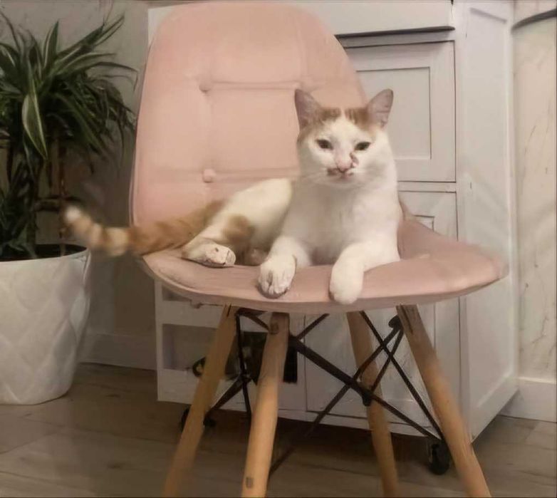Kubuś, rudobiały kotek do pilnej adopcji