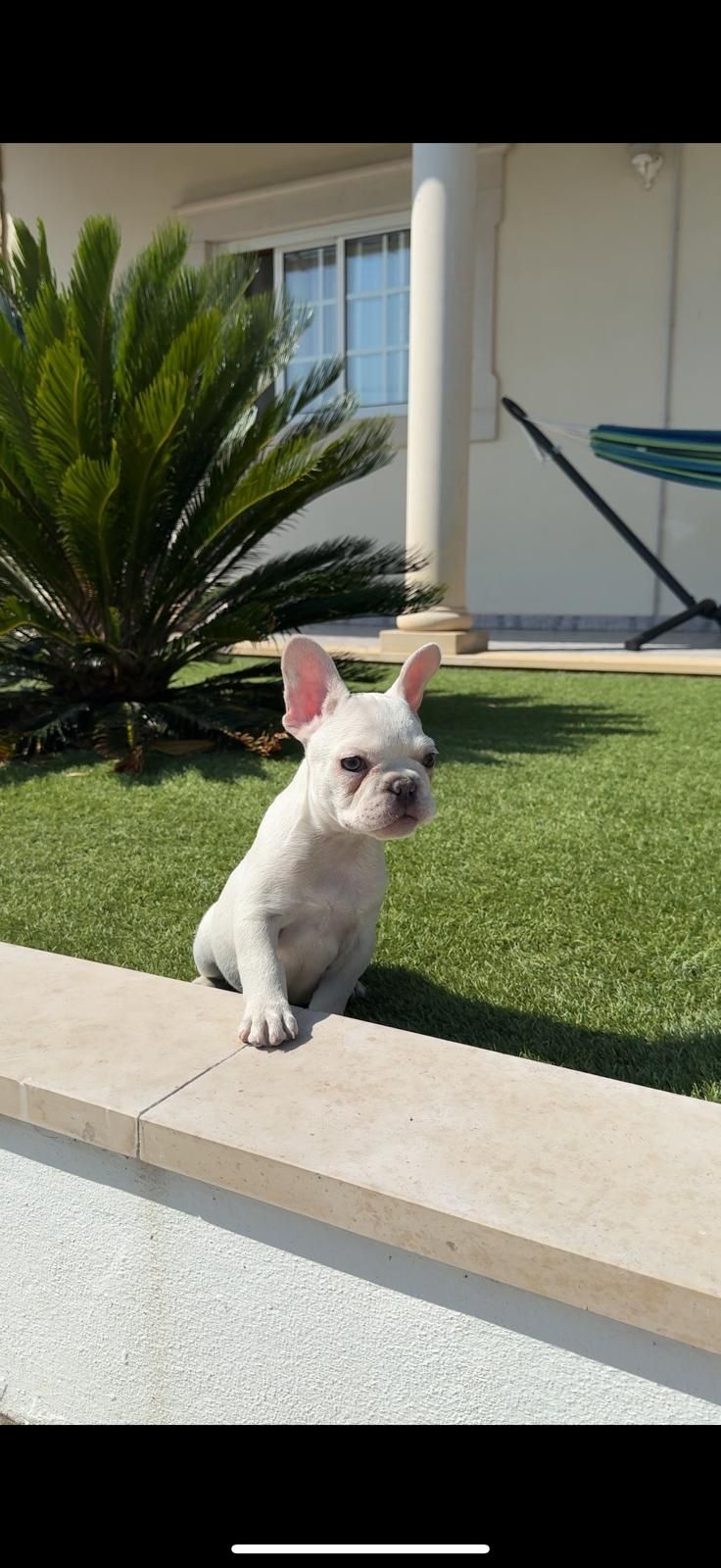 bulldog francês fêmea