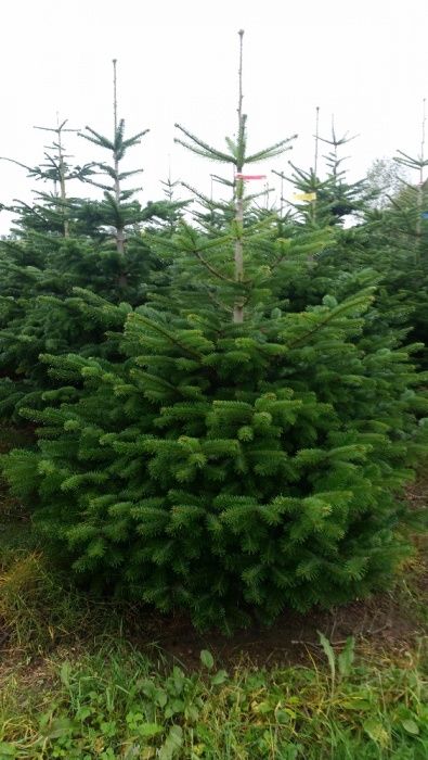 Jodła Kaukaska Abies Nordmann z Danii Green Product Dania